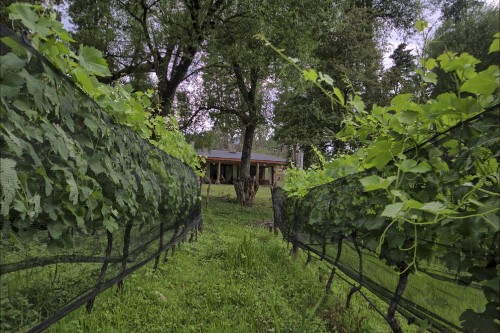 Durante la cuarentena: recorré la Ruta del Vino en Córdoba